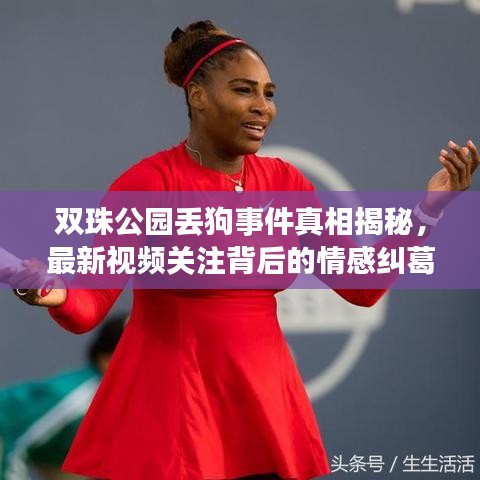 双珠公园丢狗事件真相揭秘，最新视频关注背后的情感纠葛与真相探寻