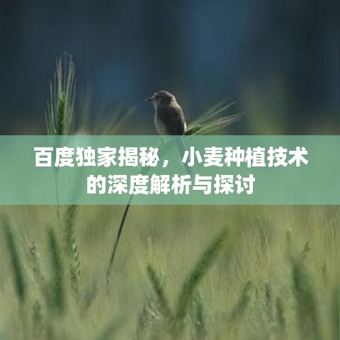百度独家揭秘，小麦种植技术的深度解析与探讨