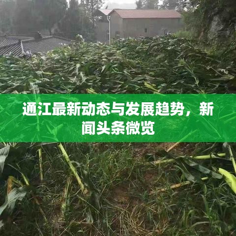 通江最新动态与发展趋势，新闻头条微览