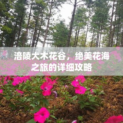 涪陵大木花谷，绝美花海之旅的详细攻略