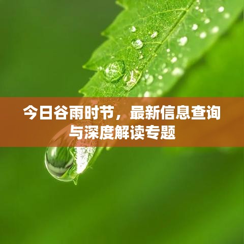 今日谷雨时节，最新信息查询与深度解读专题