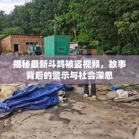 揭秘最新斗鸡被盗视频，故事背后的警示与社会深思