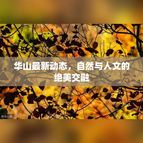 华山最新动态，自然与人文的绝美交融
