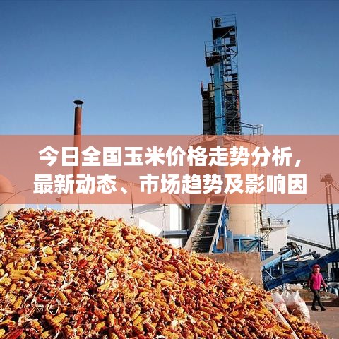 今日全国玉米价格走势分析，最新动态、市场趋势及影响因素探讨