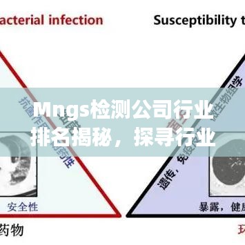 Mngs检测公司行业排名揭秘，探寻行业领军者的成功奥秘