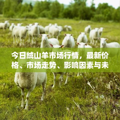 今日绒山羊市场行情，最新价格、市场走势、影响因素与未来展望