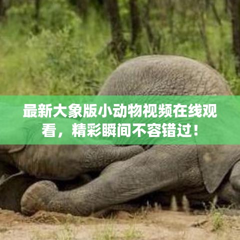 最新大象版小动物视频在线观看，精彩瞬间不容错过！