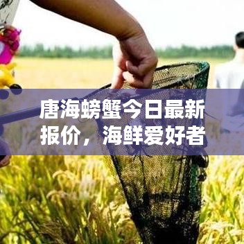 唐海螃蟹今日最新报价，海鲜爱好者的惊喜！