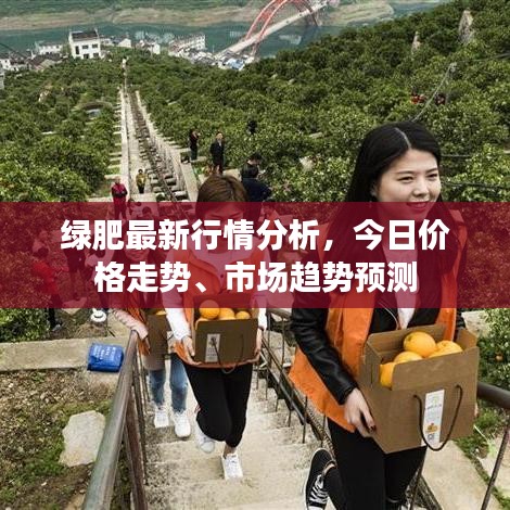 绿肥最新行情分析，今日价格走势、市场趋势预测