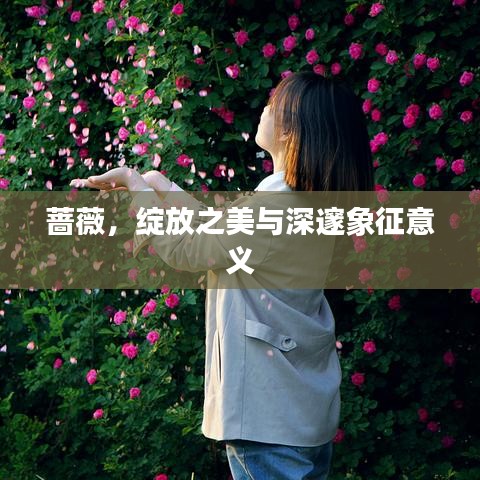蔷薇，绽放之美与深邃象征意义