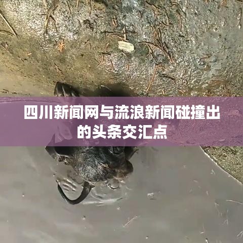 四川新闻网与流浪新闻碰撞出的头条交汇点