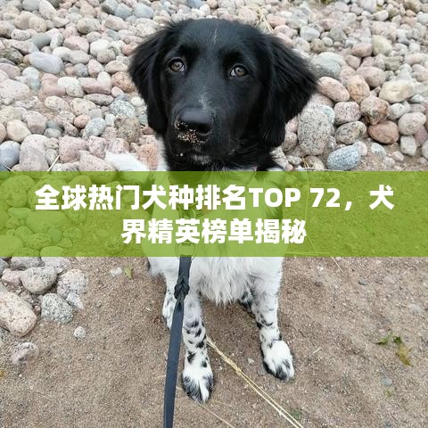 全球热门犬种排名TOP 72，犬界精英榜单揭秘