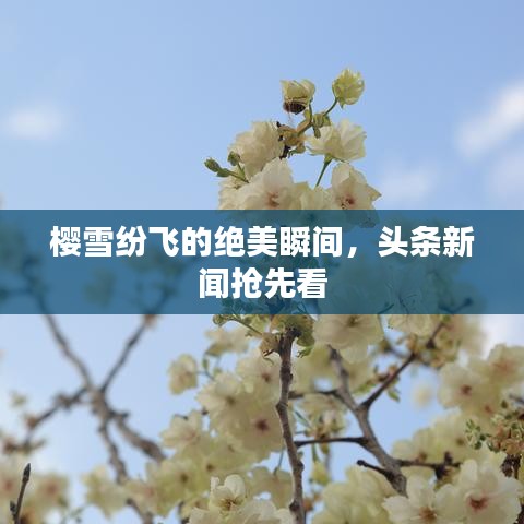 樱雪纷飞的绝美瞬间，头条新闻抢先看