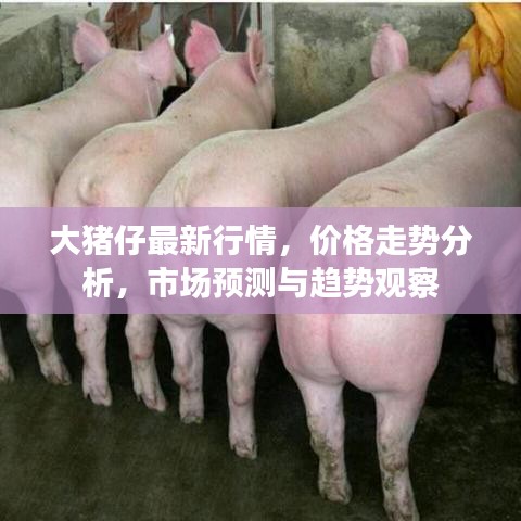 大猪仔最新行情，价格走势分析，市场预测与趋势观察