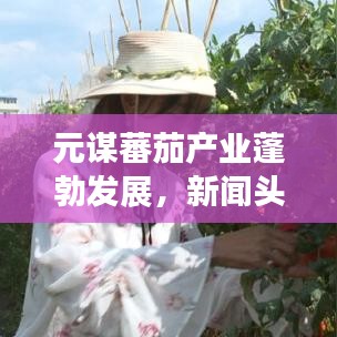 元谋蕃茄产业蓬勃发展，新闻头条带你探索产业新动态