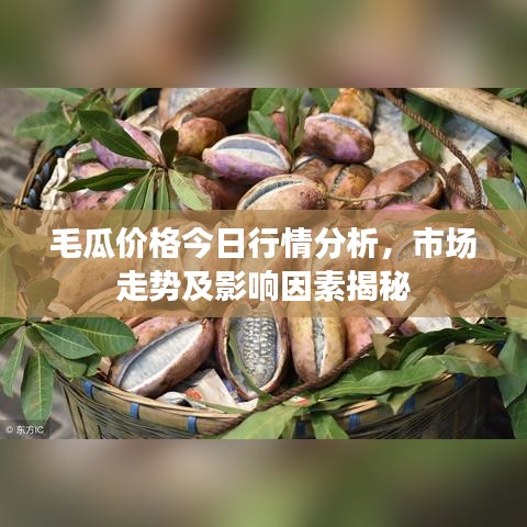 毛瓜价格今日行情分析，市场走势及影响因素揭秘
