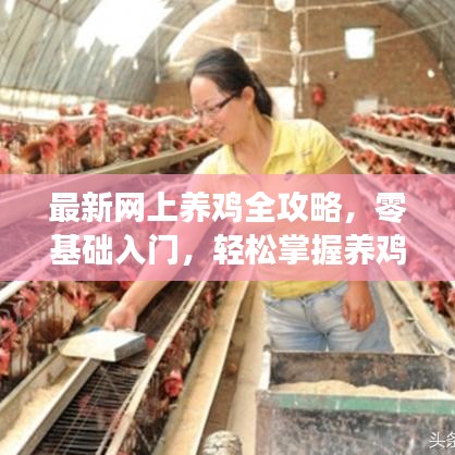 最新网上养鸡全攻略，零基础入门，轻松掌握养鸡技巧！