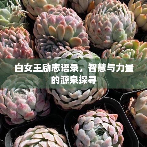白女王励志语录，智慧与力量的源泉探寻