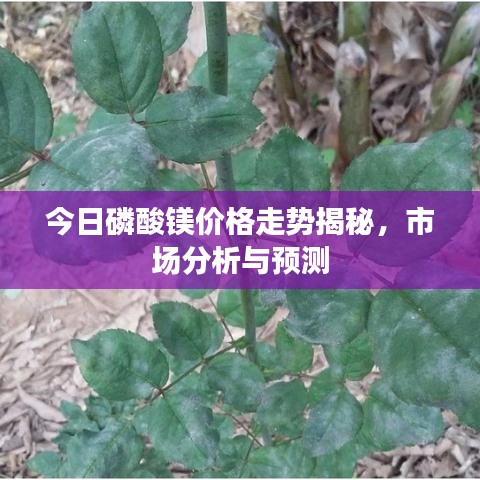 今日磷酸镁价格走势揭秘，市场分析与预测