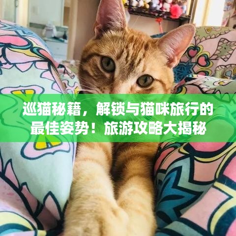 巡猫秘籍，解锁与猫咪旅行的最佳姿势！旅游攻略大揭秘