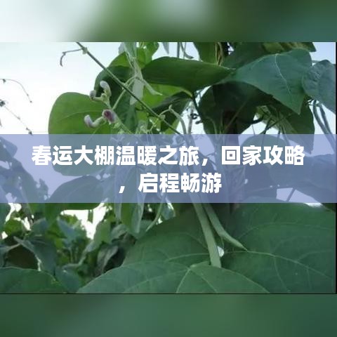 春运大棚温暖之旅，回家攻略，启程畅游
