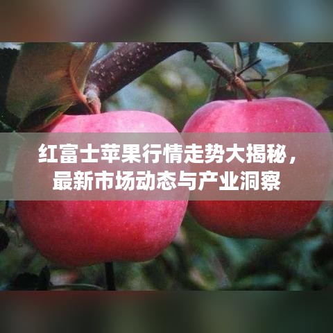 红富士苹果行情走势大揭秘，最新市场动态与产业洞察
