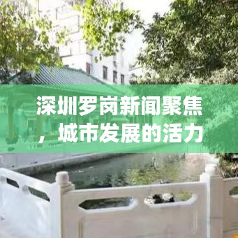 深圳罗岗新闻聚焦，城市发展的活力之源与脉搏跳动