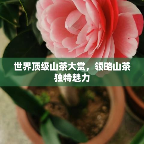 世界顶级山茶大赏，领略山茶独特魅力