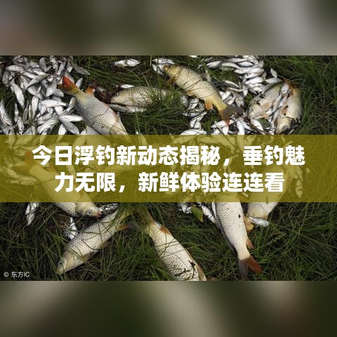 今日浮钓新动态揭秘，垂钓魅力无限，新鲜体验连连看