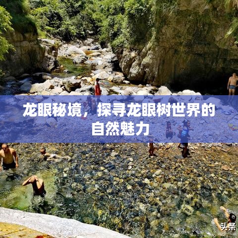 龙眼秘境，探寻龙眼树世界的自然魅力