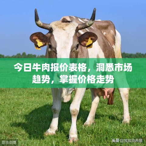 今日牛肉报价表格，洞悉市场趋势，掌握价格走势