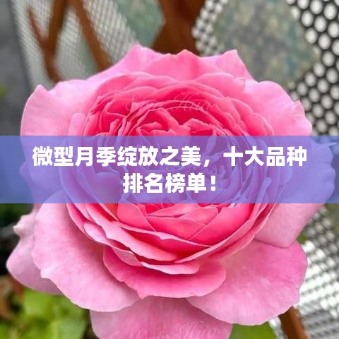 微型月季绽放之美，十大品种排名榜单！