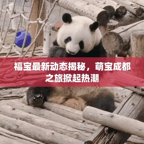 福宝最新动态揭秘，萌宝成都之旅掀起热潮
