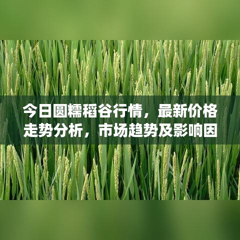 今日圆糯稻谷行情，最新价格走势分析，市场趋势及影响因素探讨