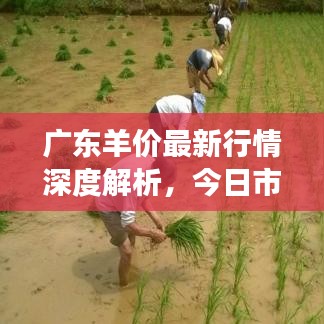 广东羊价最新行情深度解析，今日市场动态一网打尽！