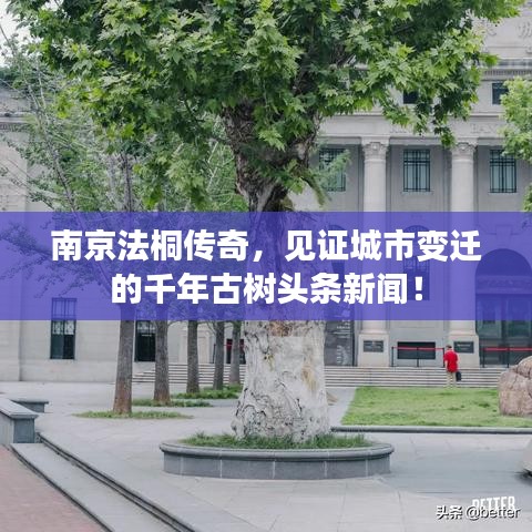 南京法桐传奇，见证城市变迁的千年古树头条新闻！