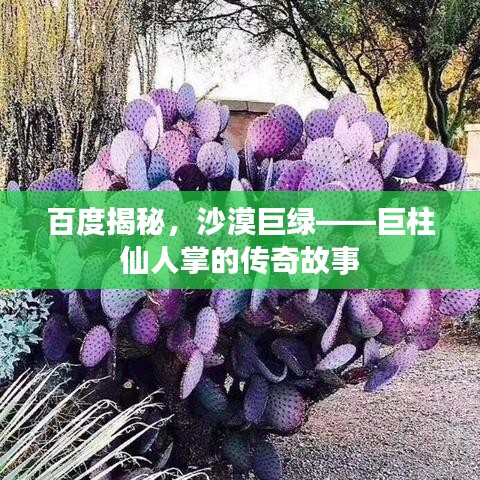 百度揭秘，沙漠巨绿——巨柱仙人掌的传奇故事