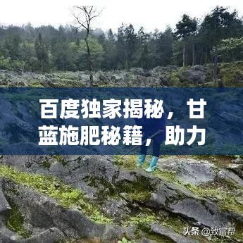 百度独家揭秘，甘蓝施肥秘籍，助力菜园丰收！