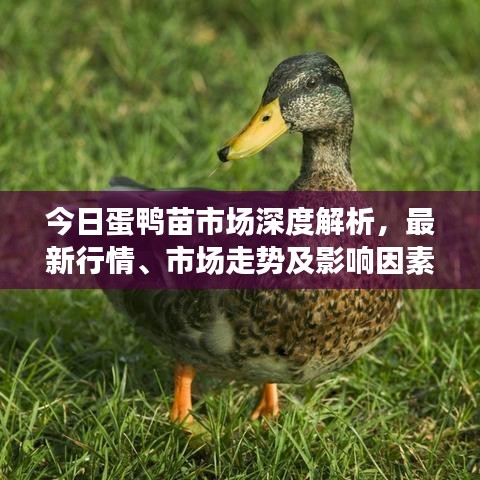 今日蛋鸭苗市场深度解析，最新行情、市场走势及影响因素全掌握