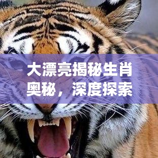 大漂亮揭秘生肖奥秘，深度探索生肖文化之旅