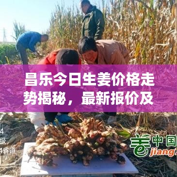 昌乐今日生姜价格走势揭秘，最新报价及市场分析