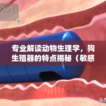 专业解读动物生理学，狗生殖器的特点揭秘（敏感内容慎入）