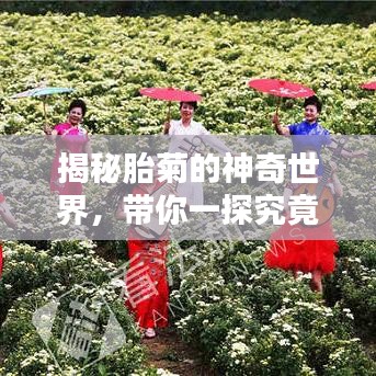 揭秘胎菊的神奇世界，带你一探究竟，百度助你深入了解胎菊的魅力！