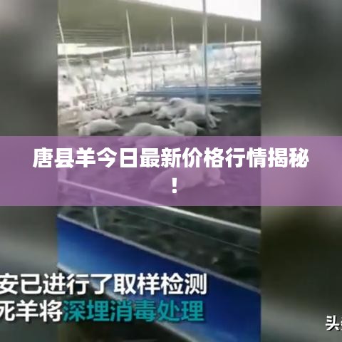 唐县羊今日最新价格行情揭秘！