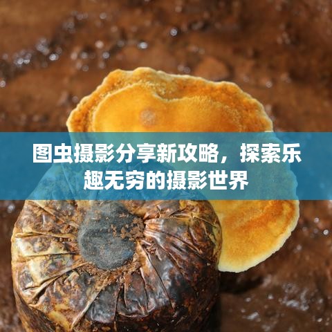 图虫摄影分享新攻略，探索乐趣无穷的摄影世界