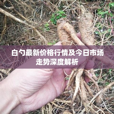 白勺最新价格行情及今日市场走势深度解析