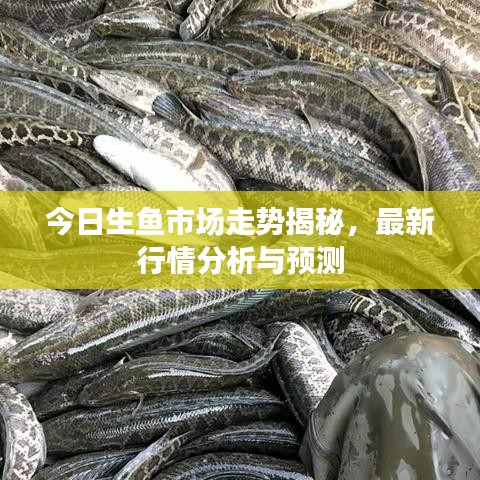 今日生鱼市场走势揭秘，最新行情分析与预测