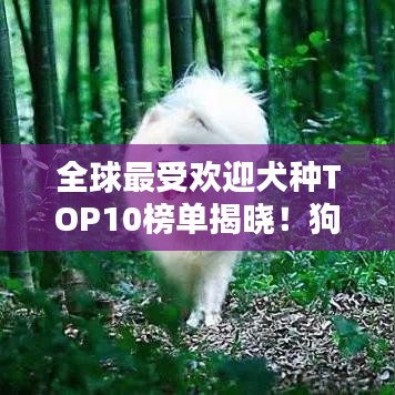 全球最受欢迎犬种TOP10榜单揭晓！狗狗排名概览