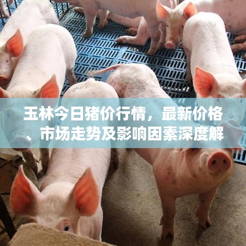 玉林今日猪价行情，最新价格、市场走势及影响因素深度解析