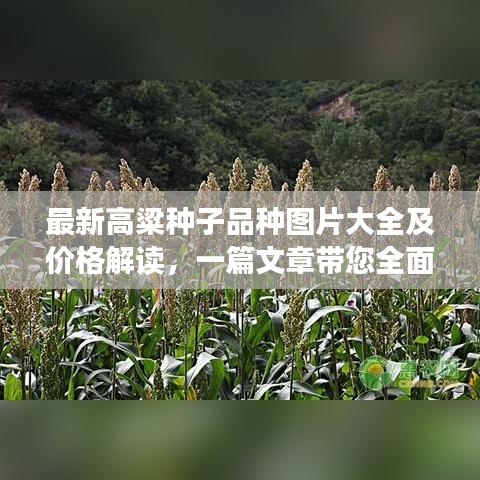 最新高粱种子品种图片大全及价格解读，一篇文章带您全面了解